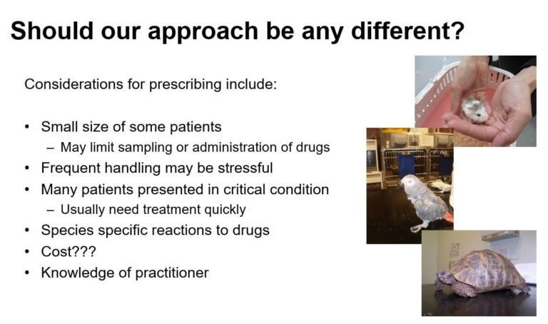 A screenshot of a powerpoint slide showing considerations needed for antibiotic prescribing in exotic pets.