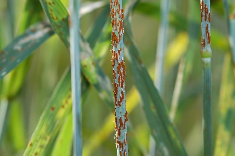 Stem of a wheat plant covered in a rust coloured substance
