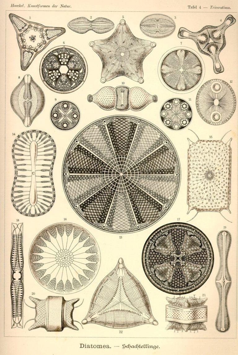 A set of drawings by Ernst Haeckel