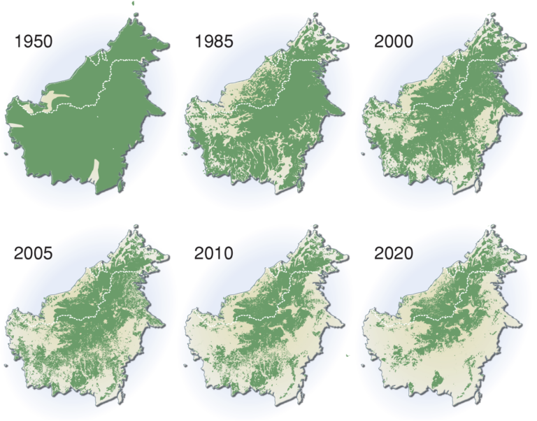Series of maps showing Borneo’s rainforest cover in green in 1950, 1985, 2000, 2005, 2010 and a prediction for 2020. The maps turn from almost 100% cover in 1950 to well less than 50% in this time with the largest losses occurring between 1950 and 1985 and 2005 and 2010.