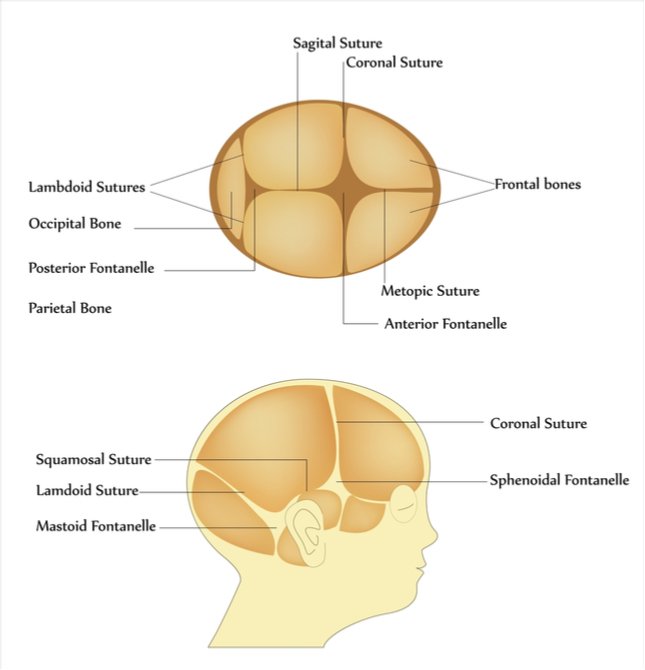 An illustration shows the location of the four fontanelles, along with the sutures in the skull