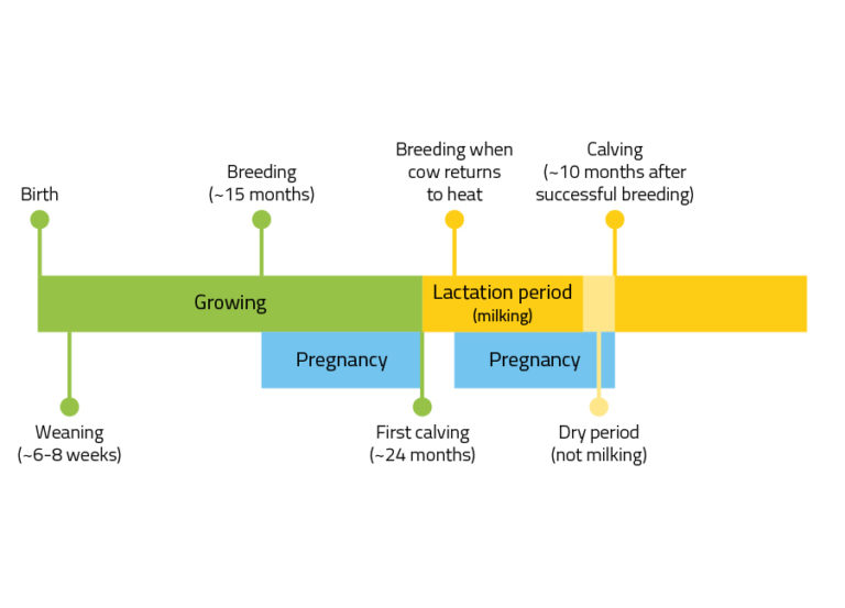 Growing period: Birth, Weaning ~6-8 weeks, Breeding (with bull or artificial insemination) ~15 months, First Calving at ~24 months. Lactation (milking) period with the aim of having one calendar year between calvings: Pregnancy: breeding when cow returns to heat (pregnancy), Pregnancy: Dry period (not milking), Calving at ~10 months after successful breeding, Cycle repeats