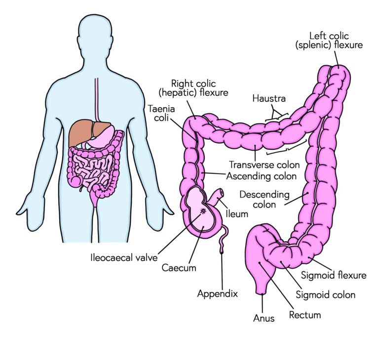 Descending Colon Diagram