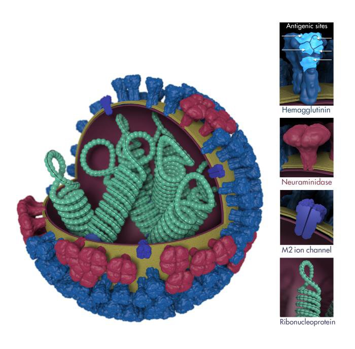 This is a 3-dimensional illustration showing the different features of an influenza virus, including the surface proteins hemagglutinin (HA) and neuraminidase (NA)
