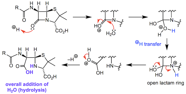 Reaction of water with the beta-lactam ring in a hydrolysis reaction
