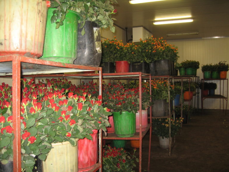 Rose storage