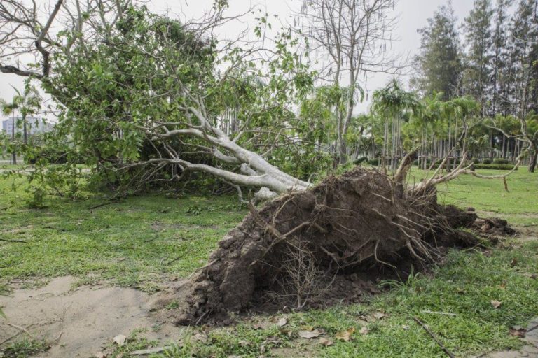 Photograph of a large tree that has been blown over and uprooted