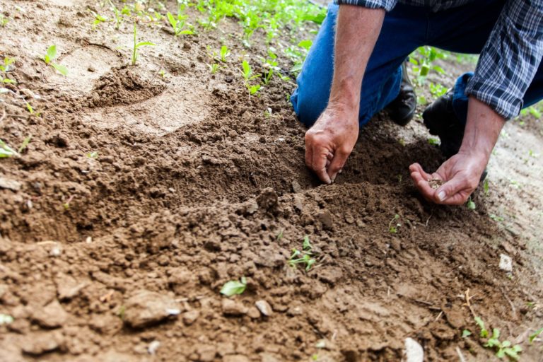 A photo of a gardener sowing seeds into soil