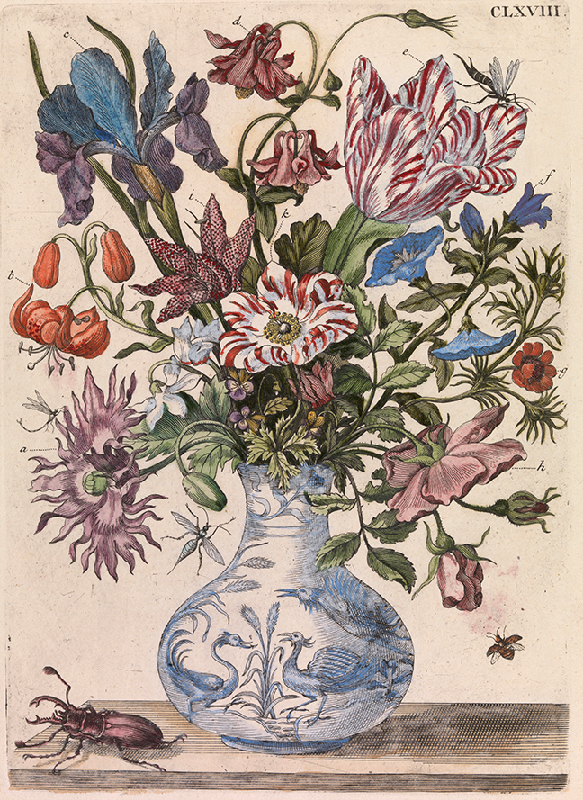 Maria Sybilla Merian, *De Europische Insecten* (Amsterdam, 1730), Tab. CLXVIII: Spring flowers in a Chinese vase. © The Board of Trinity College Dublin