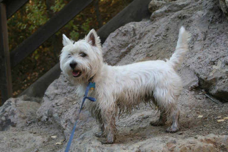 Image of a west highland terrier