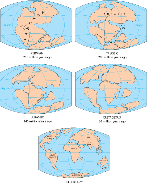 Diagrams that show the supercontinent Pangaea on a world map during the Permian geological time period 250 million years ago, next showing a further break up of the continent during the Triassic geological time period 200 million years ago, next showing a further break up of the continent during the Jurassic geological time period 145 million years ago, next showing a further break up of the continents during the Cretaceous geological time period 65 million years ago, finally showing the position of the continents on a world map at present day