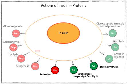 Actions of insulin on proteins diagram.