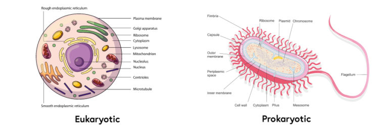 Eukaryotic and prokaryotic cell structure