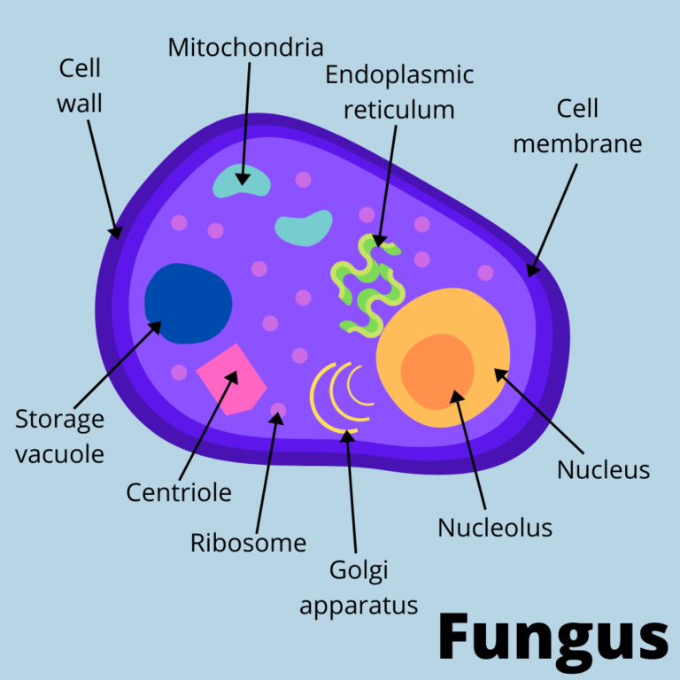 diagram of fungus structure, with labels showing the organelles.