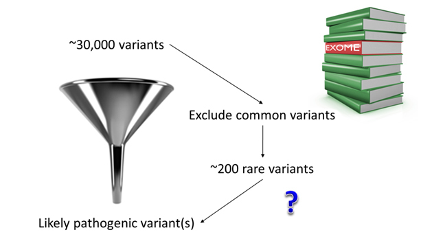 Exome sequencing results in the identification of approximately 30,000 variant in each individual. To identify the variant that is most likely to be causing the disease, it is necessary to filter out most of them. The first filtering step removes variants that are common in the general population (i.e. can be found in public databases of genetic data). After this, typically ~200 rare variants are left. This is still quite a big number and additional strategies are needed to narrow the number down to the one causative mutation.