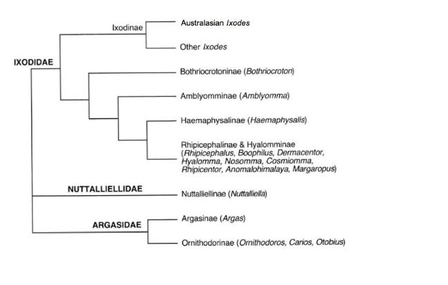 Figure 2: This diagram shows the phylogeny of the families and subfamilies and the suborder Ixodida. The family Argasidae is divided further into two subfamilies; the Argasinae (genus: Argas) and the Ornithodorinae (genera: Ornithodoros, Carios, Otobius). The family Nuttalliellidae contains the subfamily Nuttalliellinae (genus: Nuttalliella). The family Ixodidae is divided into the subfamilies Ixodinae (genus: Ixodes), Bothriocrotoninae (genus: Bothriocroton), Amblyomminae (genus: Amblyomma), Haemaphysalinae (genus: Haemaphysalis) and the Rhipicephalinae & Hyalomminae (genera: Rhipicephalus, Boophilus, Dermacentor, Hyalomma, Nosomma, Cosmiomma, Rhipicentor, Anomalohimalaya and Margaropus).