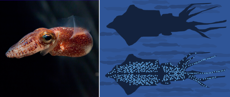 The image shows the squid Euprymna scolopes, Hawaiian bobtail squid, swimming in the water column on the left and an illustration of the absence of the Bobtail's shadow on the right