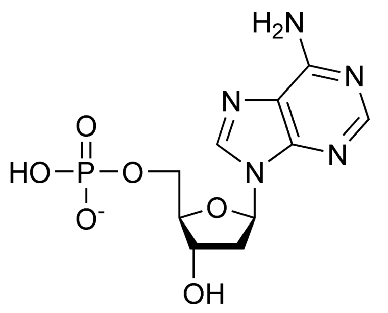 Nucleotide