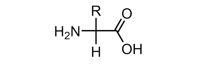 amine acid