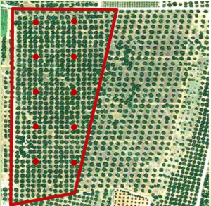 birds-eye view of field with section marked out in red. 10 red dots are spaced out across the section in a grid pattern (2x5)