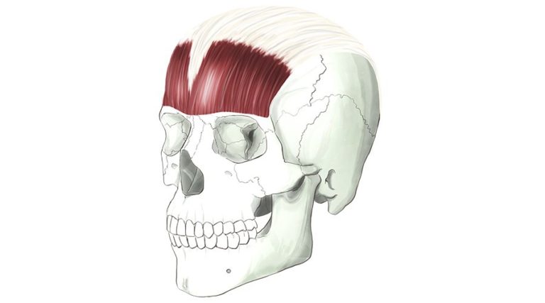 Occipitofrontalis. The large muscle of the forehead.