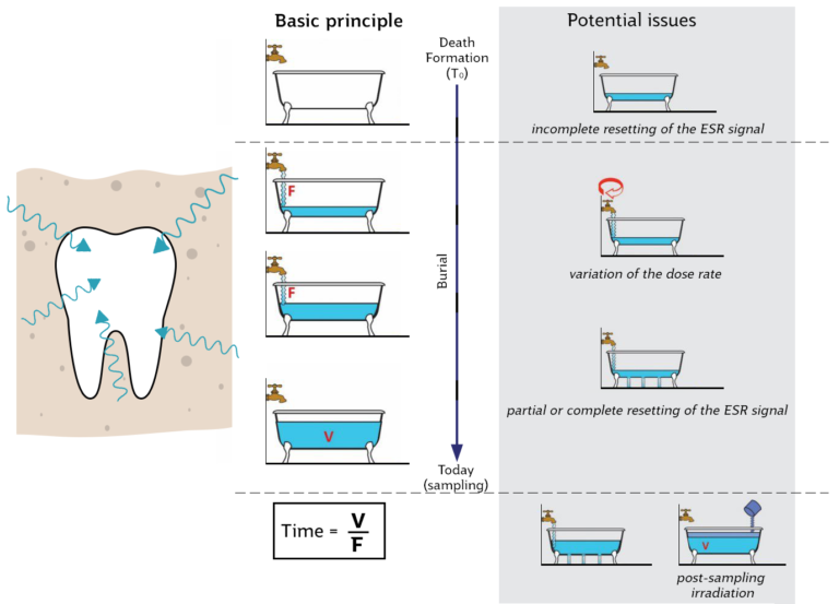 A series of bathtubs representing the radiation in a tooth. The increasing volume represents the total dose, while the flow of the tap represents the rate. Over time, the radiation in the tooth following its burial changes, and variations on its dose must be accounted for.