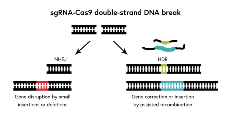 sgRNA-Cas9 double-strand DNA break image