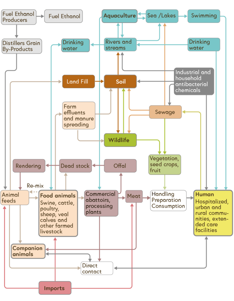 Flowchart showing the pathways of transmission of bacteria which are resistant to antimicrobial drugs.