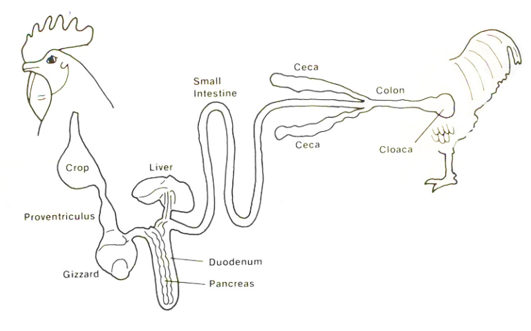 Illustration of a chicken's organs. From front to back: Crop, Proventriculus, Gizzard, Liver, Duodenum, Pancreas, Small Intestine, Ceca x2, Colon, Cloaca