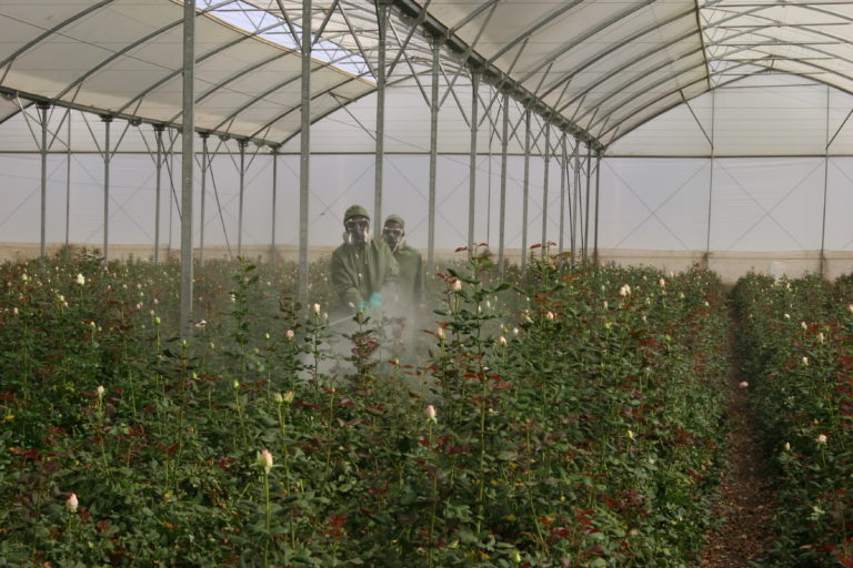 Spraying in a green house