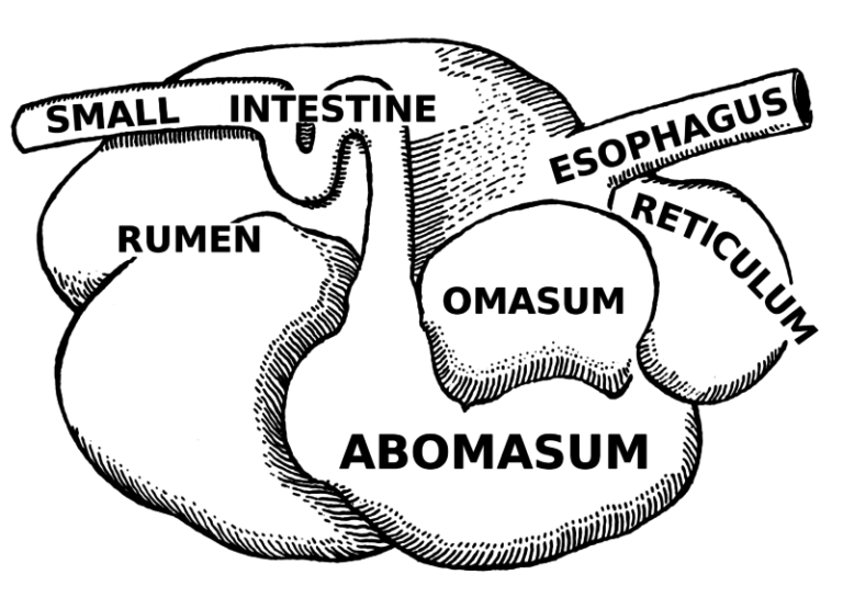 Diagram showing the placement of the abomasum, small intestine, esophagus, reticulum, omasum and rumen