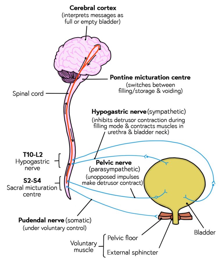 Diagram showing how the bladder and sphincter are innervated