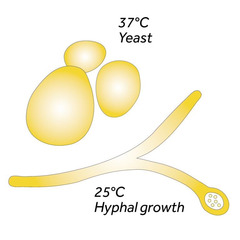 Diagram of yeast and hyphal growth