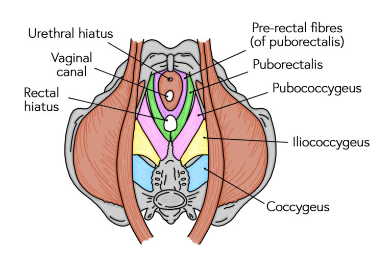 Diagram of pelvic floor muscles