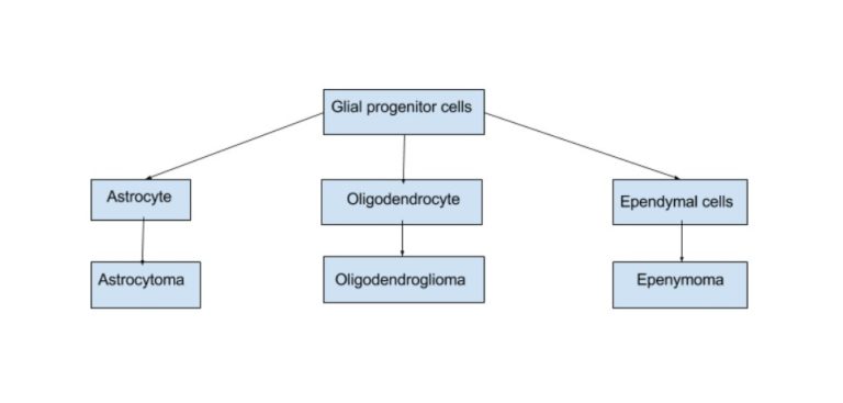 types of glioma cells