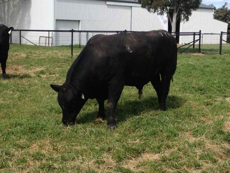 A photo of a large black Angus cow grazing in a field