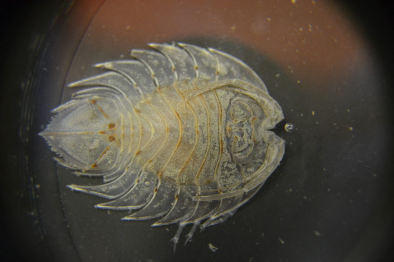 Top down view of an animal that looks like a white woodlouse.