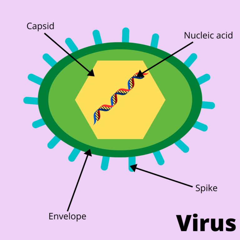 diagram of virus structure, with labels showing the parts inside