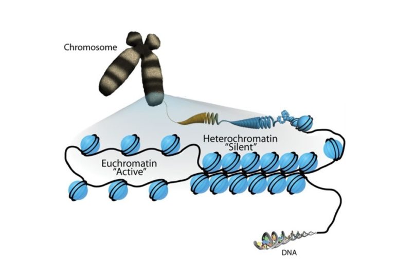 Chromatin remodeling
