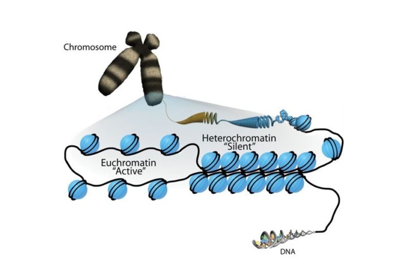 Эухроматин и гетерохроматин