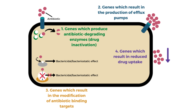 The four main categories of antimicrobial resistance in bacteria: the production of antibiotic-degrading enzymes, production of efflux pumps, modification of antibiotic binding targets and the reduction of drug uptake