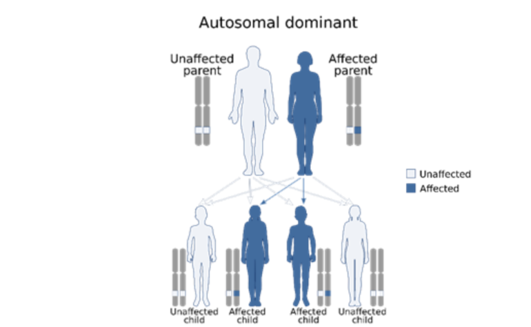 flow diagram demonstrating an autosomal dominant pattern of inheritance