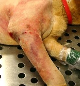 A dog with an acute cellulitis infection on his elbow following orthopaedic surgery.