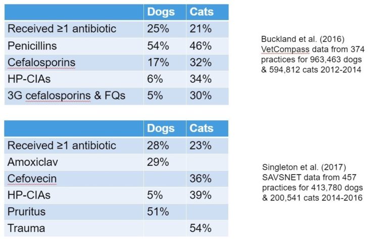 An image of dogs and cats showing the 2 sets of results from an investigation conducted twice about the percentage of dogs and cats who received specific antibiotics.