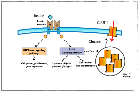 How insulin acts including insulin receptor and glut 4 vesicle diagram