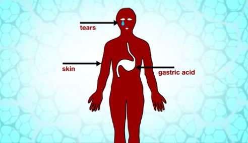 Cartoon image of body with tears, skin, and gastric acid labelled to show the primary defences in the body