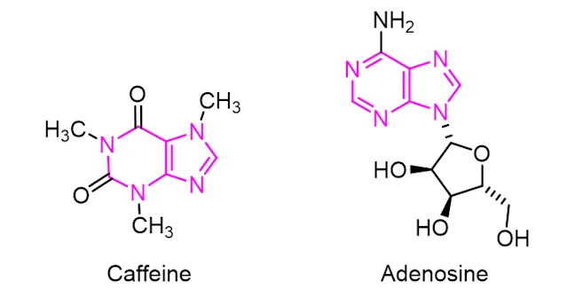 Adenosine and caffeine