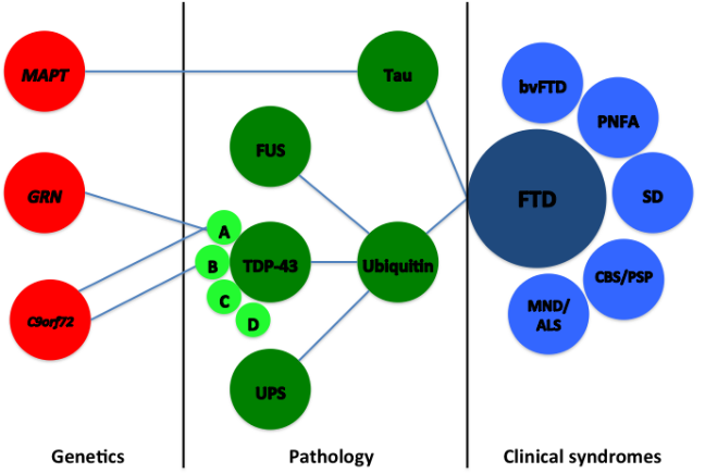 A diagram showing how different genes map on to changes in the brain and clinical syndromes of FTD