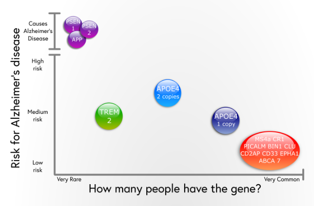 Image showing genes for Alzheimer's disease according to how common they are and how much risk they convey