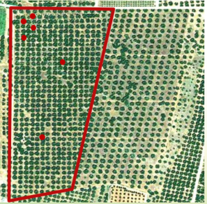 birds-eye view of field with section marked out in red. 4 red dots represent sampling points which are clustered in one corner with just 2 spaced out in the middle of the section.